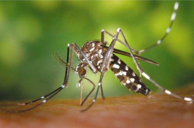 Как выглядит комар Денге во Вьетнаме