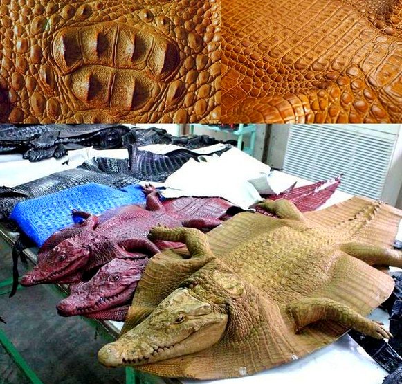 Изделия из крокодиловой кожи во Вьетнаме